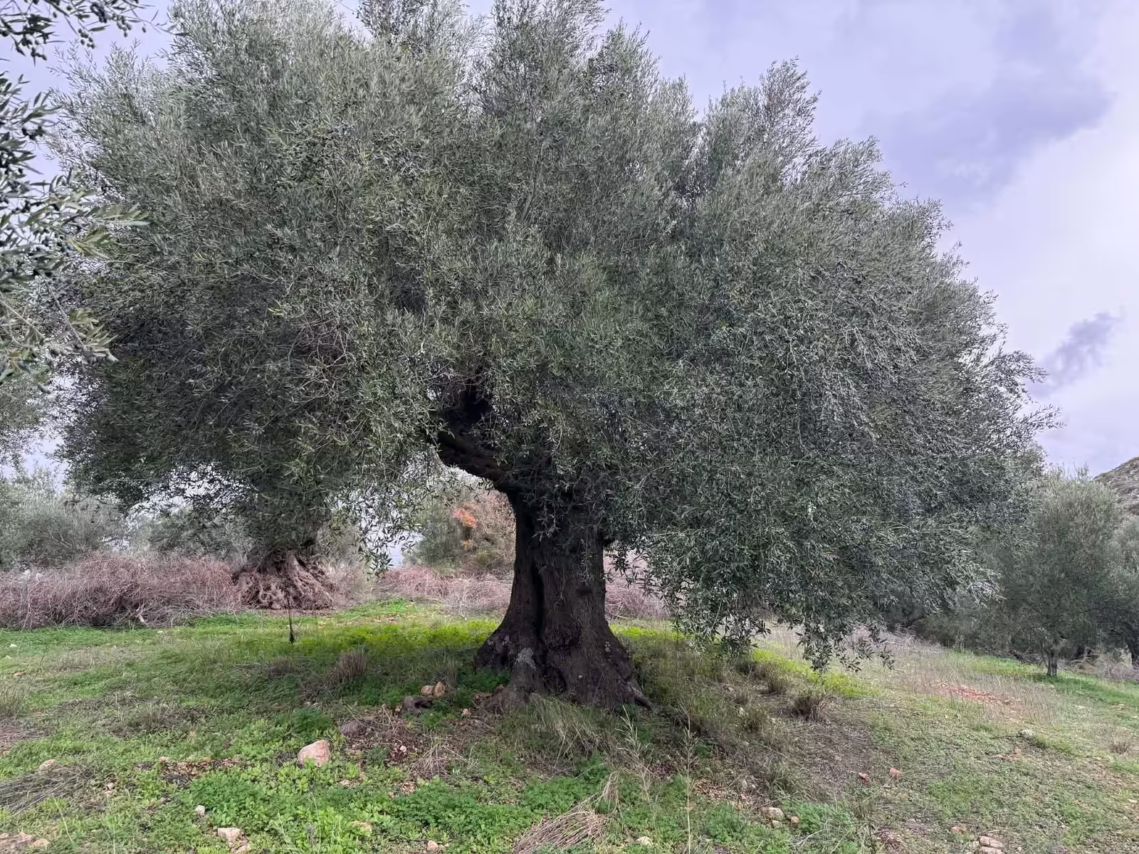 An old Kalamata olive tree with silver-green branches